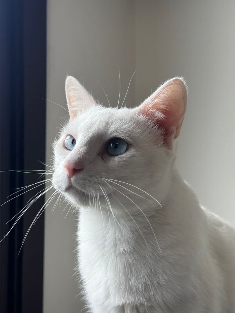 Milo P. Whiskers, a white cat with blue eyes, looking up attentively.